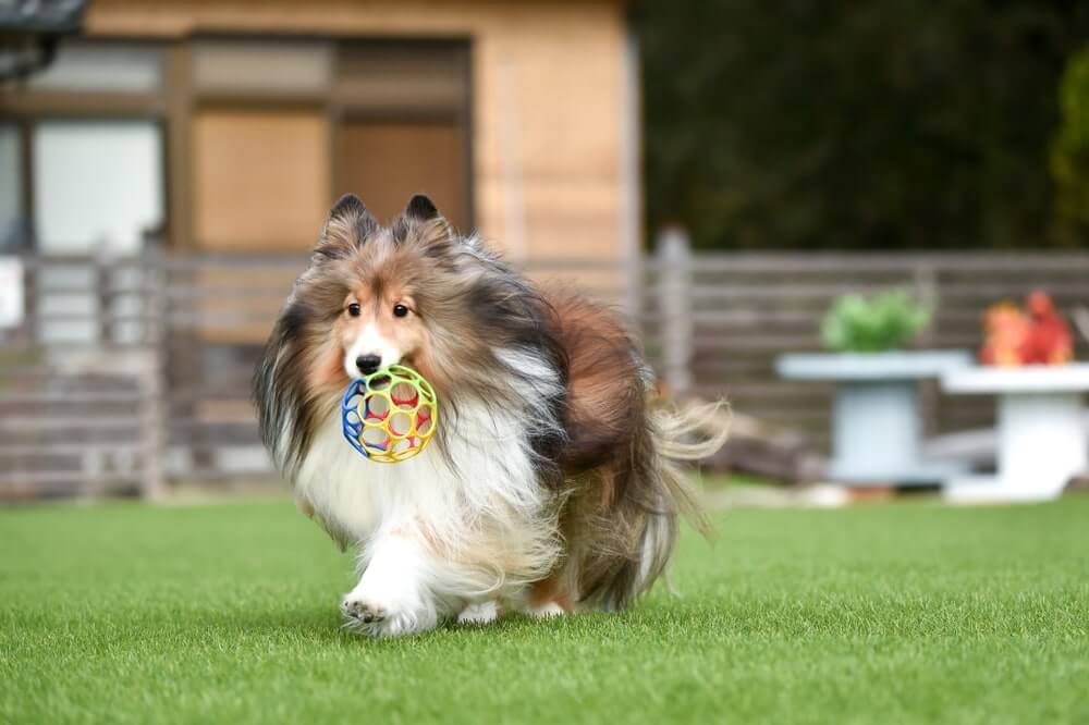 3 Dog-scaping Tips for Your Artificial Grass Installation in Modesto, CA