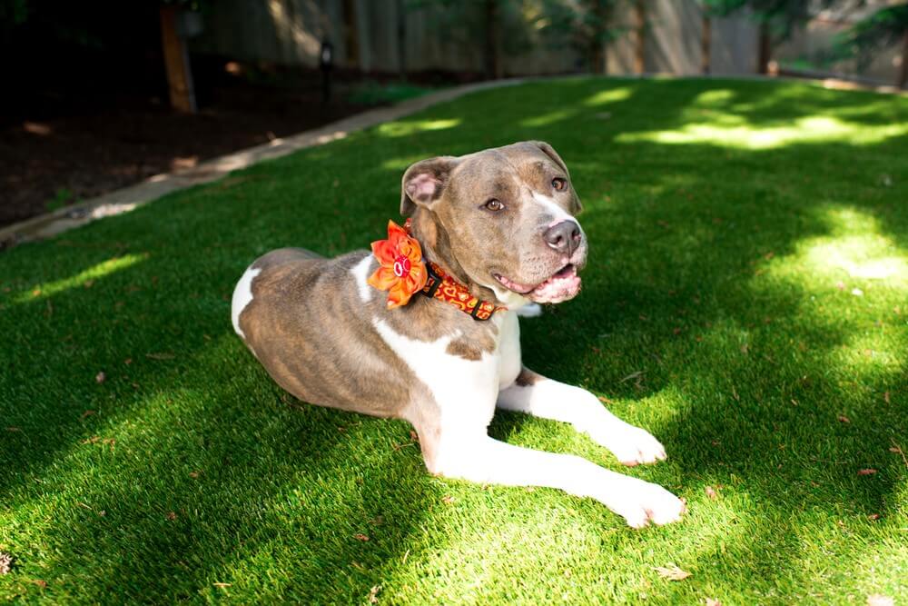 Why Artificial Grass in Modesto is Best for Pets with Allergies