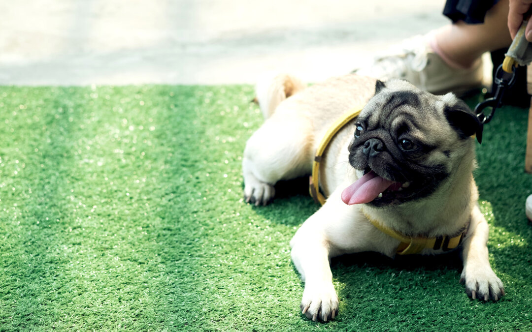 Why Artificial Grass in Modesto is Perfect for Dog Owners