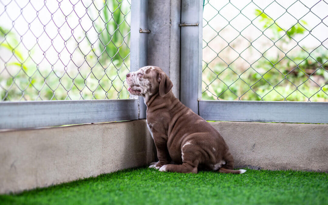 Pet Hack: How to Escape-Proof Your Modesto Artificial Turf Backyard