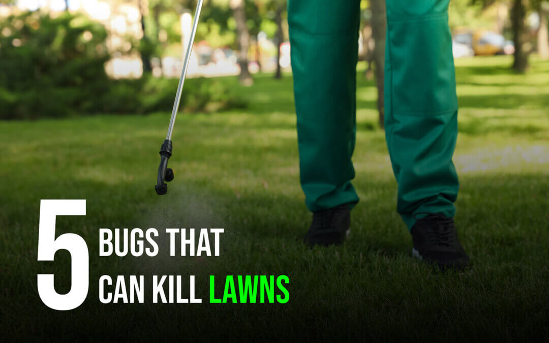 Synthetic Grass in Modesto CA vs. The 5 Worst Pests for Natural Lawns