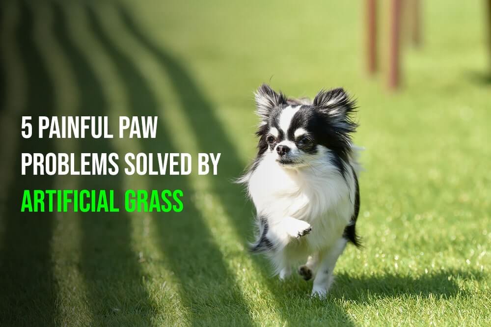 Relieve These 5 Dog Paw Problems by Switching to Artificial Grass in Modesto