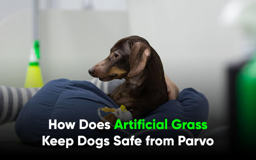 Can Dogs Catch Parvovirus on Synthetic Grass in Modesto, CA?