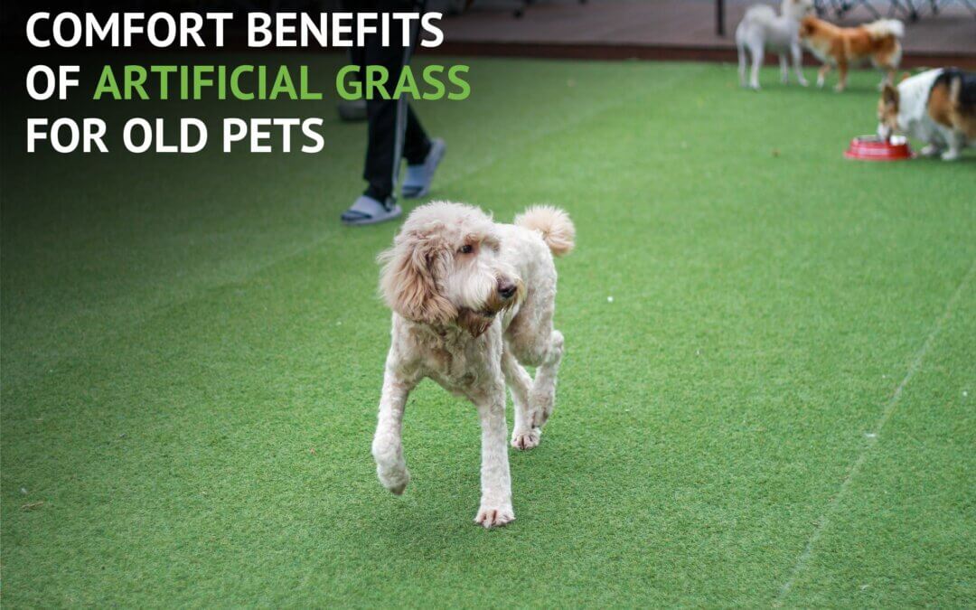 Comfort, Cushion, and Care: Synthetic Grass in Modesto, CA for Senior Dogs